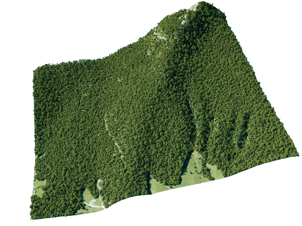 Graphic rendering of foliage from a overhead view